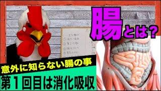 腸の働き消化吸収！【健康な体は腸から始まる！第一回】