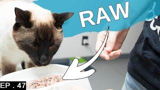 How to start your Siamese Cat on raw food