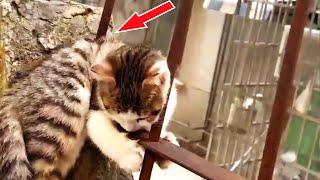 A kitten was impaled by an iron railing, his cries for help getting weaker and weaker...