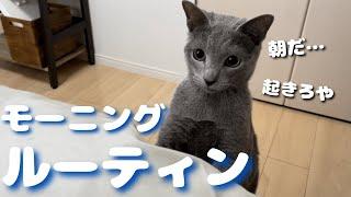 朝５時半、ごはんのあと遊び相手を求め主を叩き起こすかわいい猫【ロシアンブルー】モーニングルーティン