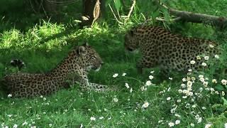 Protecting the Leopards of Ayubia