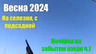 Весна 2024.  Вечерка с подсадной на селезня. Часть 1