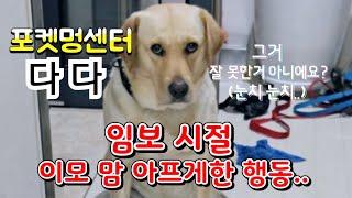 포켓멍센터 유기견 다다  처음 임보 당시 보인 이상한 행동때문에 이모 마음 아파...