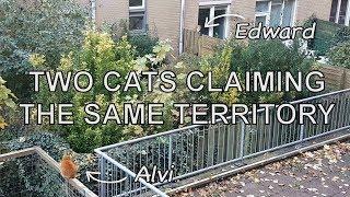 Alvi cat : territorial claims