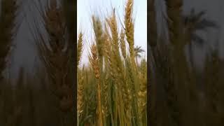 Nature of beauty || প্রকৃতির সৌন্দর্য
