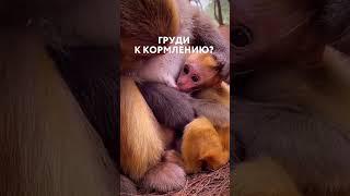 Грудное вскармливание #гв #лактостаз #беременность #роды #shotrs #short #monkey