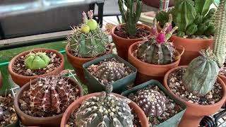 VLOG#3: My Desert Plants in Desert Heat | Cactus and Succulents