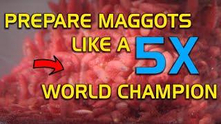 Prepare Maggots Like a 5x World Champ!