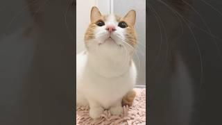 Kitty meowing to attract cats