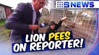 Lion pees on veteran TV reporter Mike Dalton | Nine News Australia