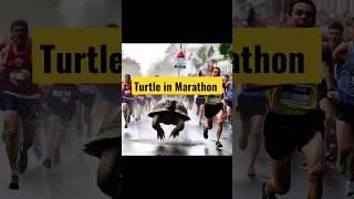 Turtle beats human in marathon #shorts