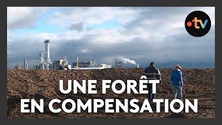 Ils plantent une forêt pour compensation environnementale