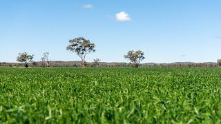 Black Range Station, Condobolin NSW