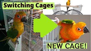 How To Transfer Birds From One Cage To Another