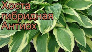 Хоста гибридная Антиох (hosta)  гибридная хоста Антиох обзор: как сажать, рассада хосты Антиох