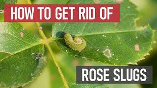 How to Get Rid of Rose Slugs [DIY Pest Control]