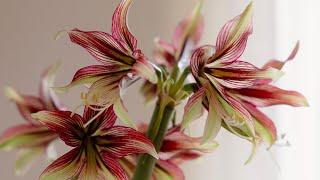 Quiet time in the flower studio and garden