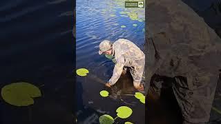 Щука пойманная в охотхозяйстве
