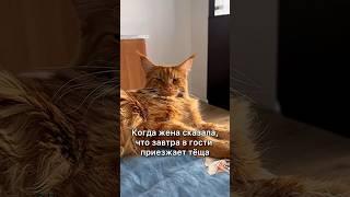 Когда завтра приезжает тёща 