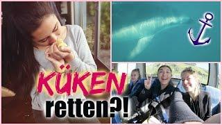 Mit DELFINEN schwimmen+KÜKEN RETTEN! Neuseeland VLOG #3 | Shanti Tan