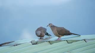 珠頸斑鳩鳩求偶