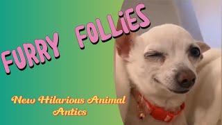 FURRY FOLLIES. New hilarious animal antics