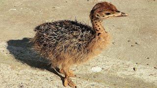 Baby Ostrich Growing Up