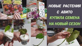 Посылки с растениями с АВИТО/Купила семена на новый сезон/Что приобрела в Садовом центре@SubTatiana