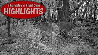 Beards and Bucks Turkeys not Ducks: Thursday's Trail Cam Highlights 10.10.24