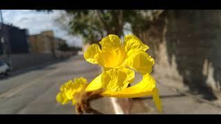 Pé de Ipê Amarelo ou Ipê do Cerrado/Nome Científico:(Handroanthus ochraceus) (Cham). Mattos.