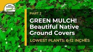 Green Mulch! LOWEST PLANTS (6-12 inches): Prevent Weeds With Beautiful Native Ground Covers​