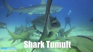 Dive Bahamas #09 - Shark Tumult  - Hans-Peter Endler