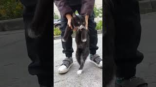 cat dance #shorts #mixmarat