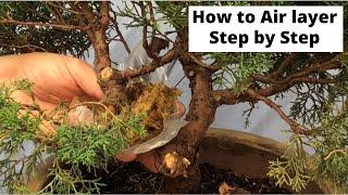 How to air layer - step by step approach - bonsai shimpaku juniper