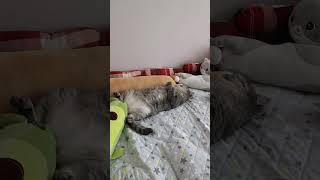 Анекдот дня #кошкалюська #cat #озвучка