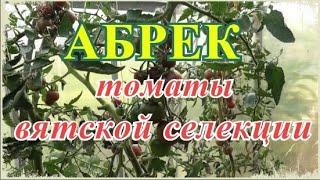  Томат АБРЕК F1 | Чертовски вкусный томат | Томаты вятской селекции