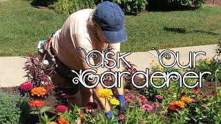 Ask Our Gardener: Pruning Zinnias & Preparing Your Flower Beds