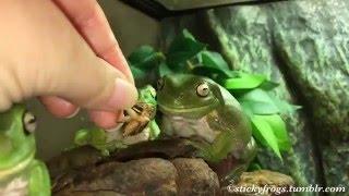 Slow-motion dinner with the Stickyfrogs!