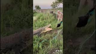 오늘은 악어 낚시 하러 가볼까나 ~ #shorts