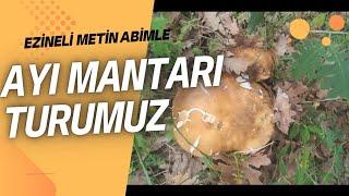 Yaz Sezonu Ayı Mantarı Topladık. Çörek Mantarı,Porçini , Bolet Mantarı , Boletus aereus