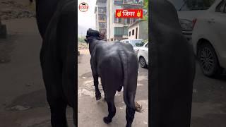 Jigar Murrah Bull  #breeding #bull #murrah #shorts #ytshorts