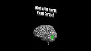 Fourth Visual Cortex (V4)