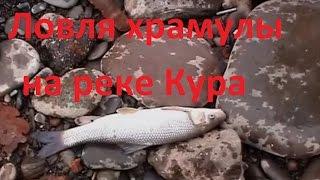 Диалоги о рыбалке - 179 -  Рыбалка в Тбилиси на реке Кура.