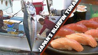 Bluefin Tuna (Maguro) Story | Sea to Sushi Shop  ONLY in JAPAN