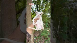 Wow Cute kitty  | Persian Cat | Persian Cats for life | Persian cats for sale | Cats for sale