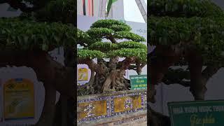 gặp lại cây Sanh 5 thân mỗi thân 600