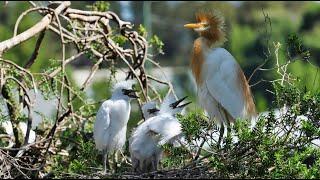 Cattle egrets. - The colony