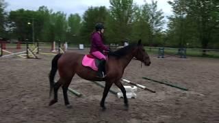 Cours d’équitation du 28 mai 2019