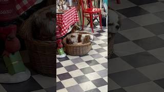 Менеджер магазина  #хемохим #атомирегистрация