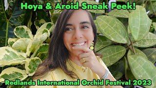 Hoya & Aroids Preview for Redlands International Orchid Festival 2023 | Aroid Greenhouses sneak peek